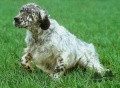 Setter Anglais OZZY DE LA TOUR PHILIPPE Setter Anglais OZZY DE LA TOUR PHILIPPE